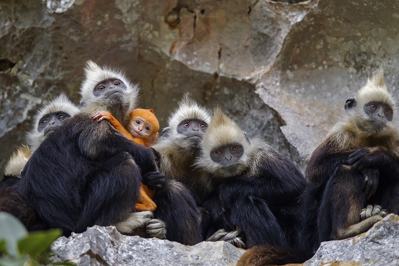 白头叶猴1.jpg 白头叶猴1.jpg