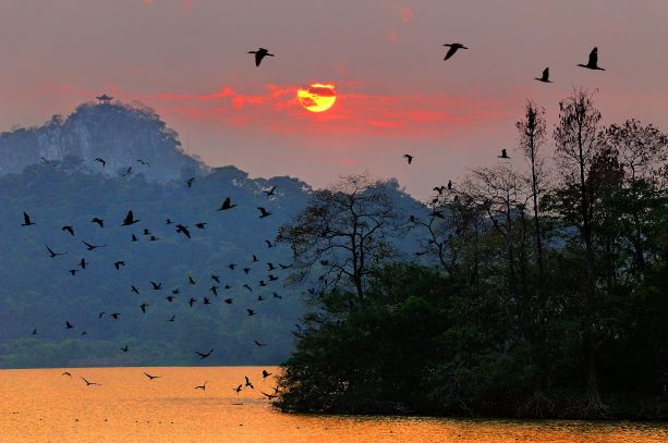 10百鸟归巢.jpg 10百鸟归巢.jpg