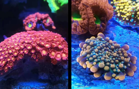 珊瑚展区.png 珊瑚展区.png