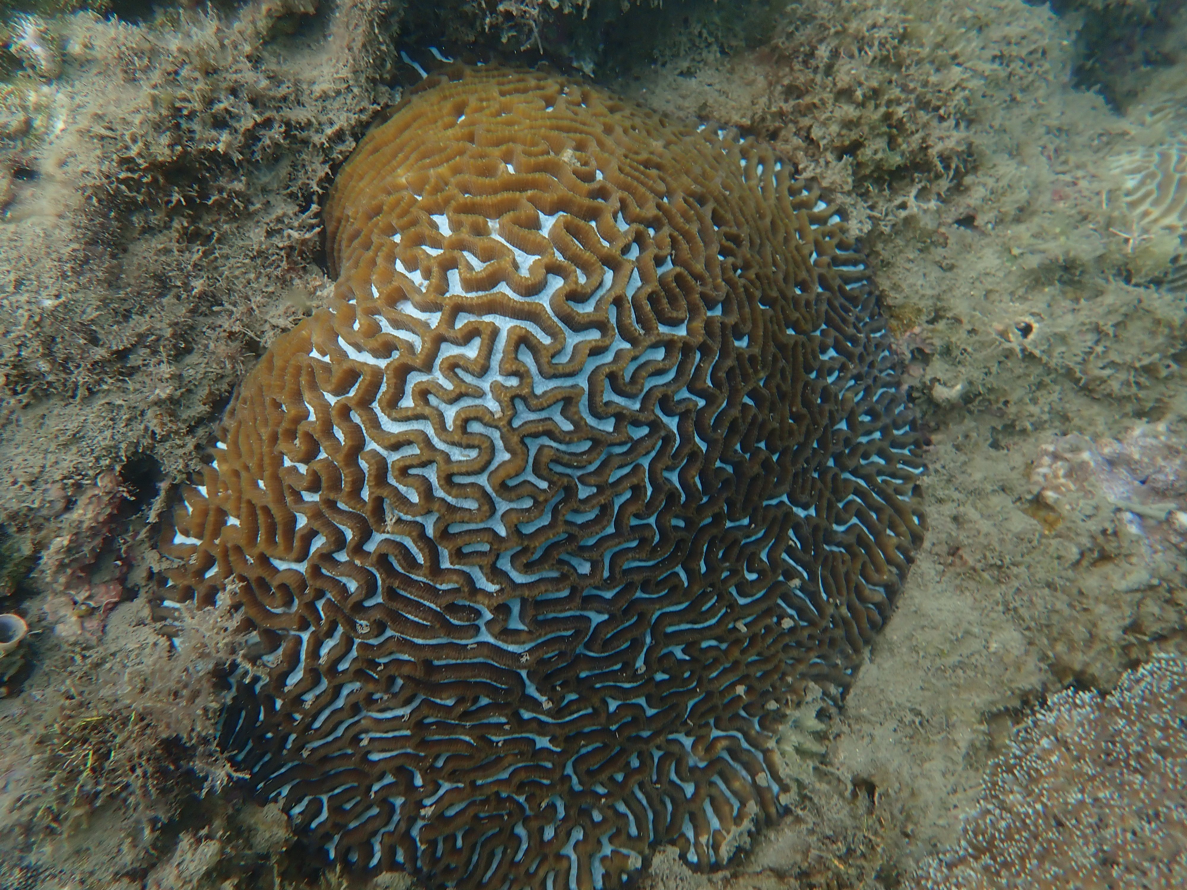 Platygyra daedalea 精巧扁脑珊瑚.jpg Platygyra daedalea 精巧扁脑珊瑚.jpg