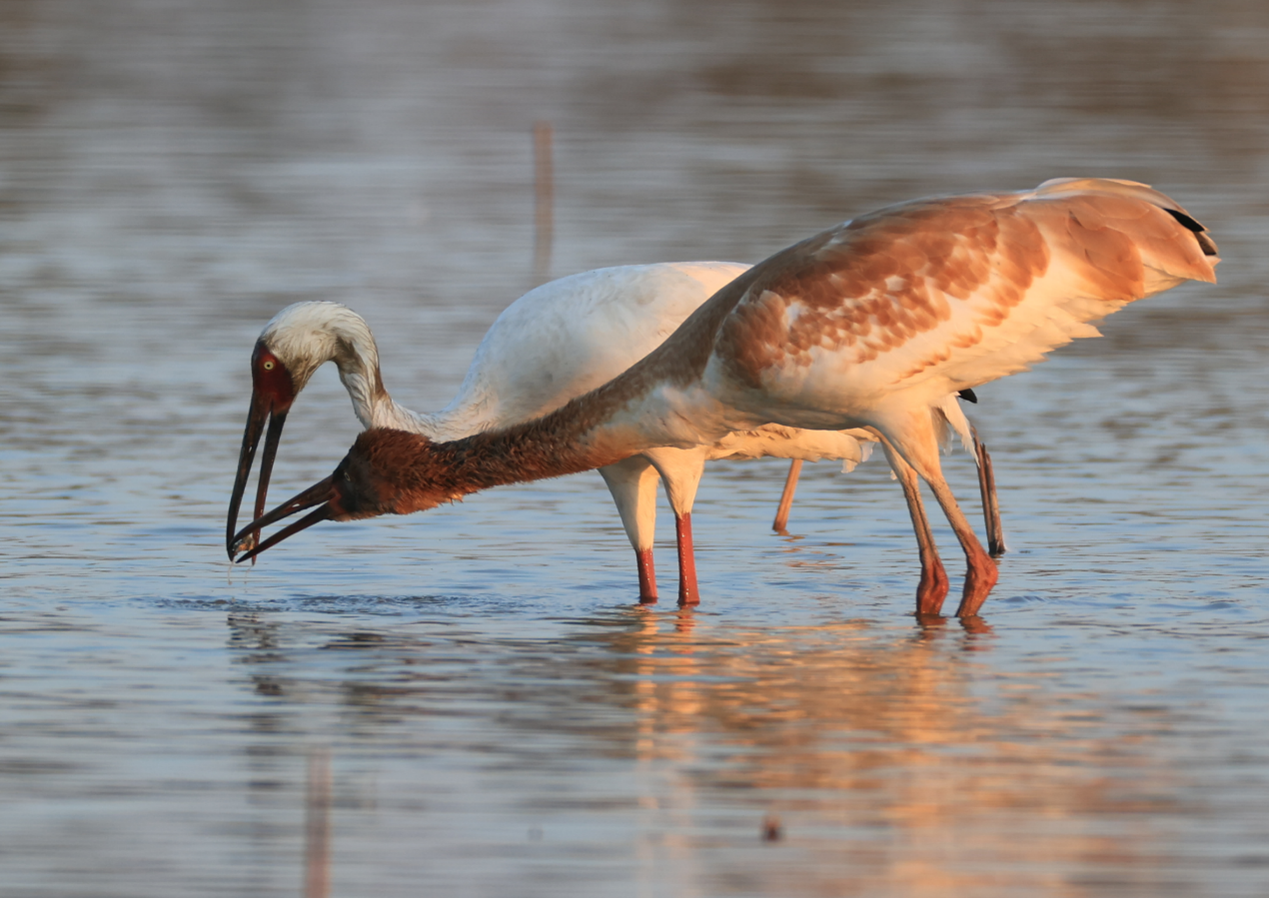 鄱阳湖2.png 鄱阳湖2.png