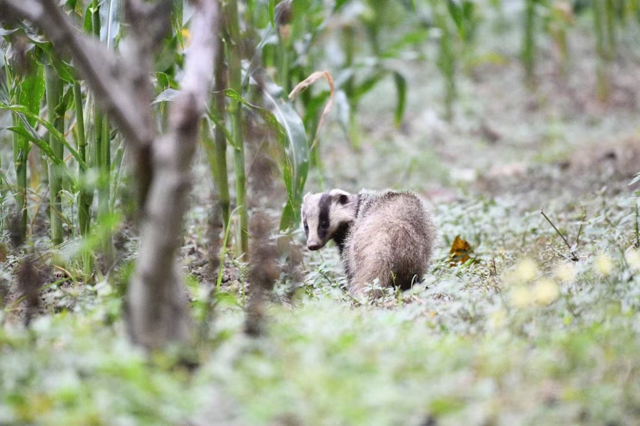 图片8.jpg 图片8.jpg