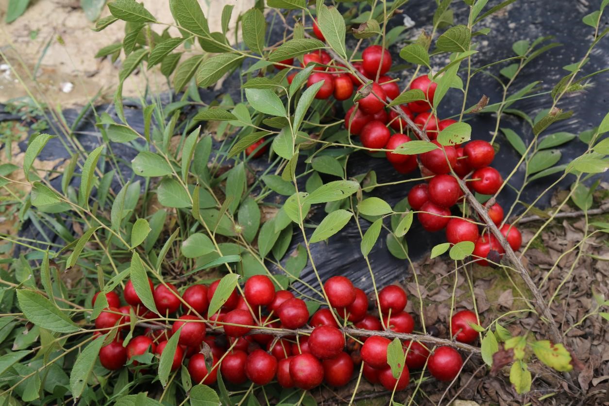 图片17.jpg 图片17.jpg