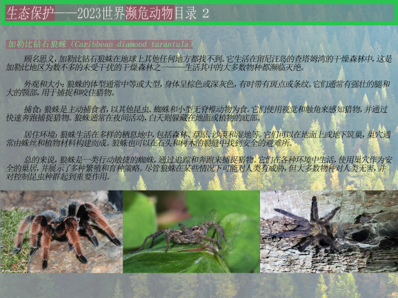 0202-2023濒危动物目录(王佳垚)(图文)2加勒比钻石狼蛛.png