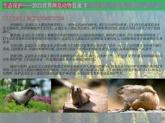 0202-2023濒危动物目录(王佳垚)(图文)7孟兹比尔土拨鼠.png