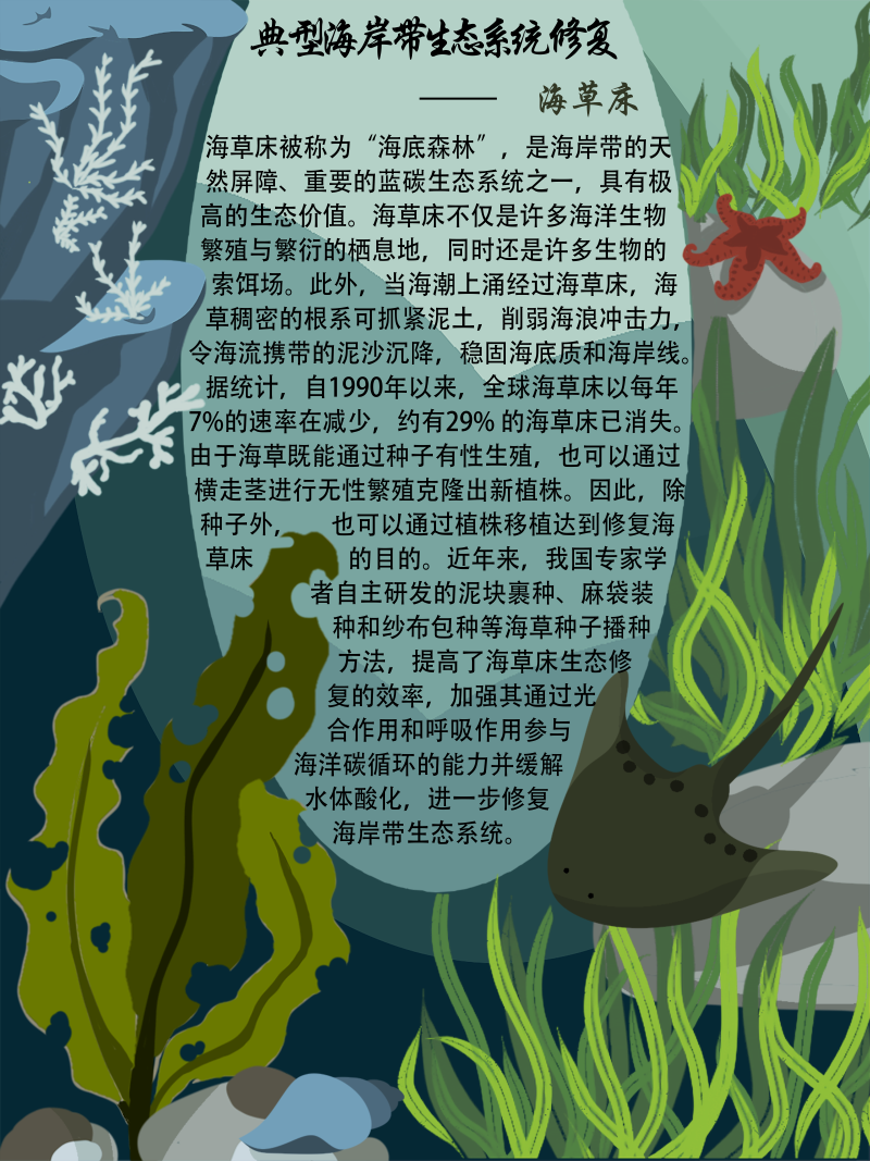 0267-修复与治理海岸带生态系统(谢依霖、吕威娜、金玫彤、徐洋、曹艺玮、郝雅琪)(图文)8-典型生态系统修复—海草床.png