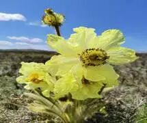 全缘叶绿绒蒿Meconopsis integrifolia